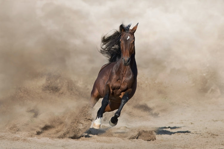 Speciaal voor Paarden