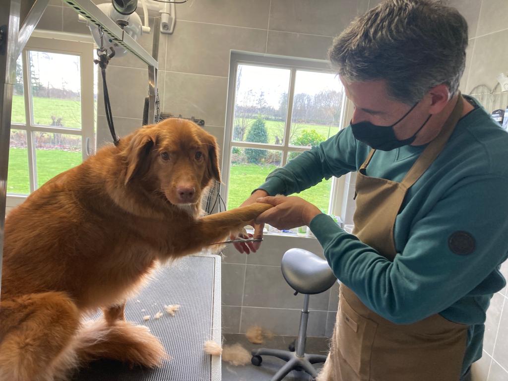 Workshops | Leer zelf uw hond trimmen