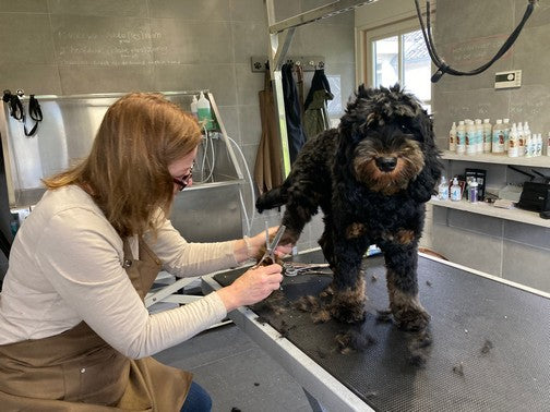 Dog grooming paws