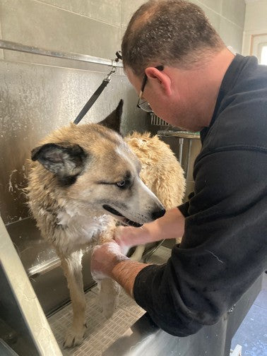 Washing dog