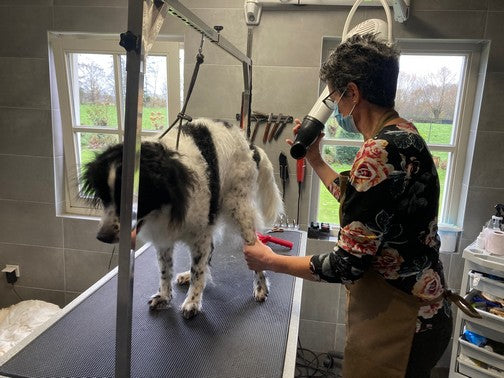 Dog blow drying