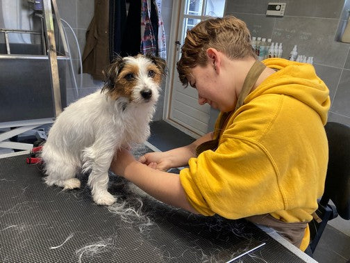 Dog grooming workshop