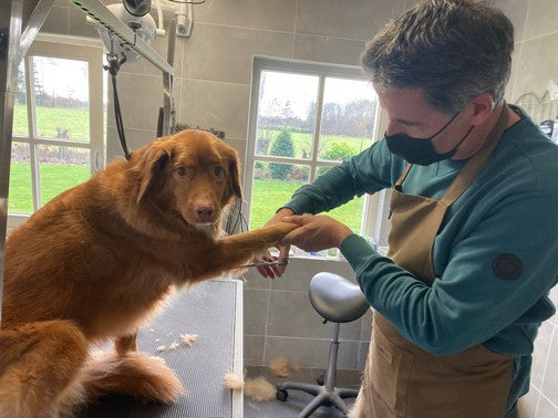 Dog coat clipping