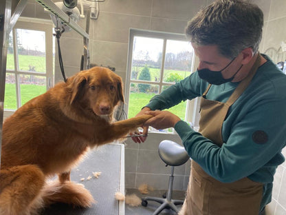 Workshops | Leer zelf uw hond trimmen