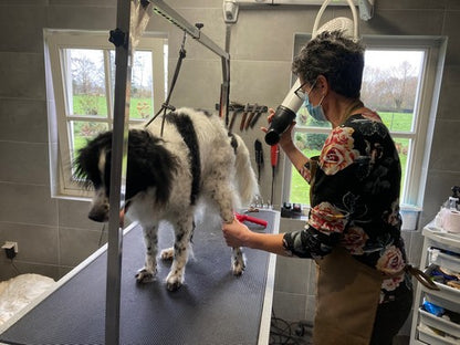 Dog blow drying